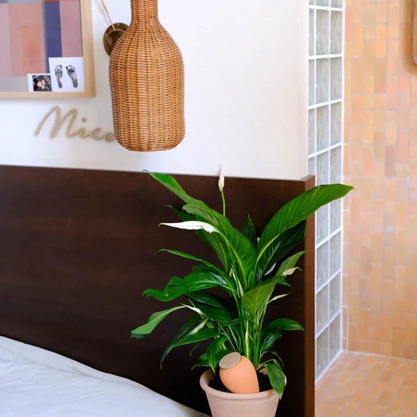 Réservoir à Eau Olla - Terracotta - 25cl