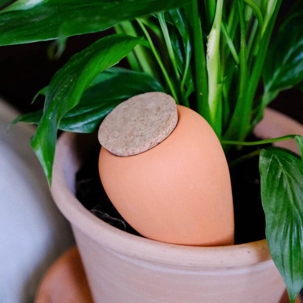 Réservoir à Eau Olla - Terracotta - 25cl