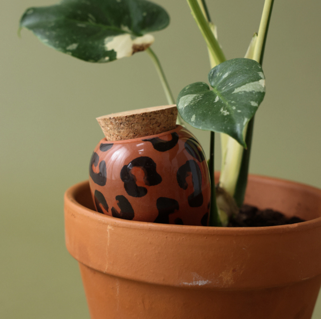 Réservoir à Eau Olla - Léopard Café - 20cl