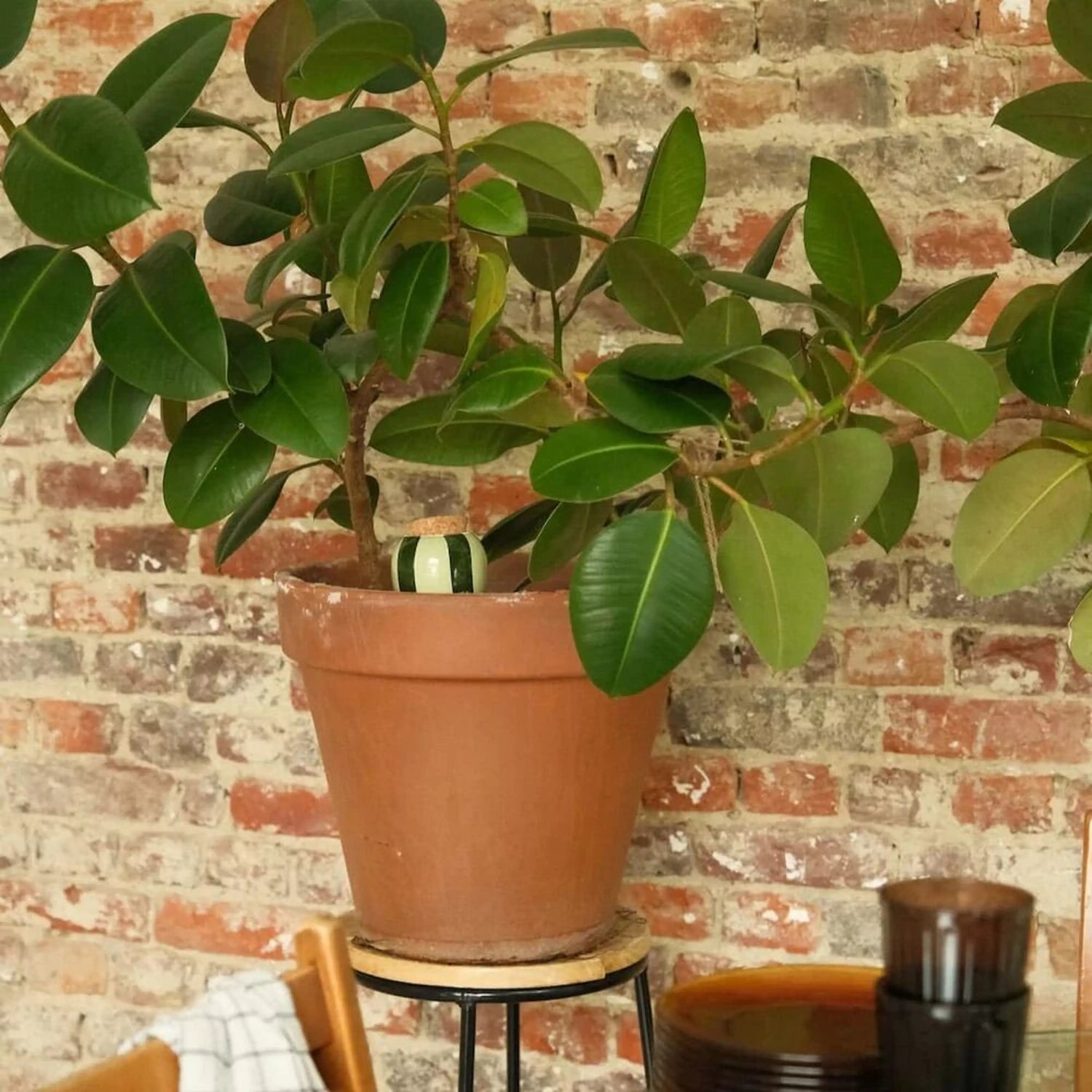 Réservoir à Eau Olla - Rayé Vert et Vert - 25cl